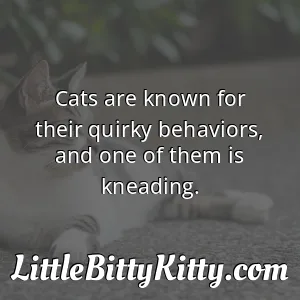 Cats are known for their quirky behaviors, and one of them is kneading.