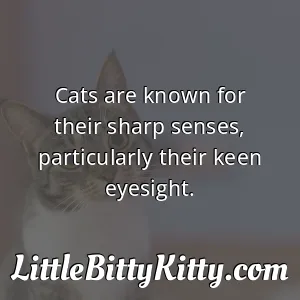 Cats are known for their sharp senses, particularly their keen eyesight.
