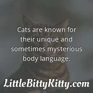 Cats are known for their unique and sometimes mysterious body language.