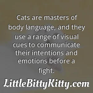 Cats are masters of body language, and they use a range of visual cues to communicate their intentions and emotions before a fight.