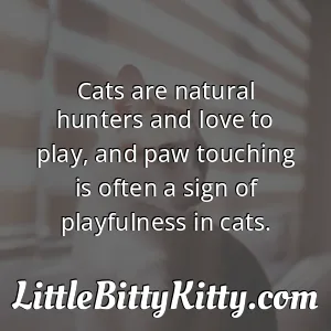 Cats are natural hunters and love to play, and paw touching is often a sign of playfulness in cats.