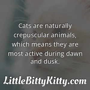 Cats are naturally crepuscular animals, which means they are most active during dawn and dusk.