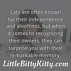 Cats are often known for their independence and aloofness, but when it comes to recognizing their owners, they can surprise you with their remarkable memory.