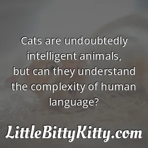 Cats are undoubtedly intelligent animals, but can they understand the complexity of human language?