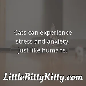 Cats can experience stress and anxiety, just like humans.