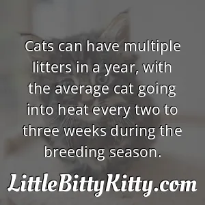 Cats can have multiple litters in a year, with the average cat going into heat every two to three weeks during the breeding season.