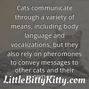 Cats communicate through a variety of means, including body language and vocalizations, but they also rely on pheromones to convey messages to other cats and their owners.