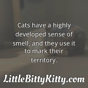 Cats have a highly developed sense of smell, and they use it to mark their territory.