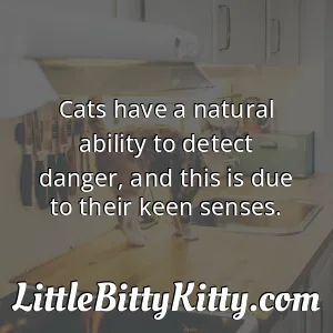 Cats have a natural ability to detect danger, and this is due to their keen senses.