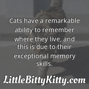 Cats have a remarkable ability to remember where they live, and this is due to their exceptional memory skills.