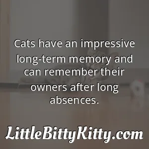 Cats have an impressive long-term memory and can remember their owners after long absences.