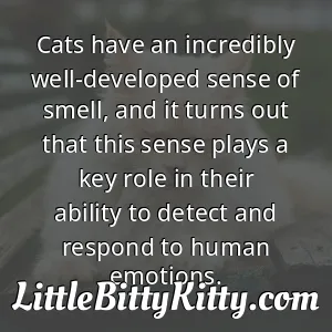 Cats have an incredibly well-developed sense of smell, and it turns out that this sense plays a key role in their ability to detect and respond to human emotions.