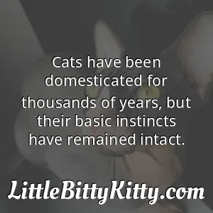 Cats have been domesticated for thousands of years, but their basic instincts have remained intact.