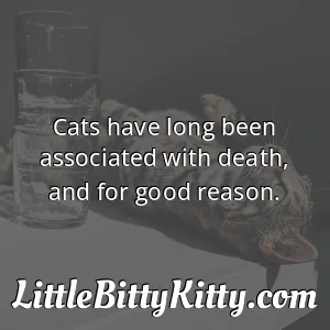 Cats have long been associated with death, and for good reason.