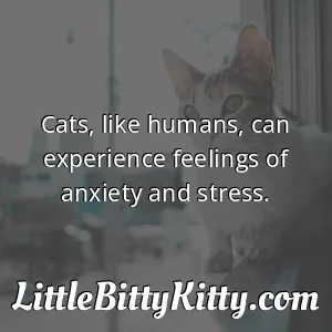 Cats, like humans, can experience feelings of anxiety and stress.