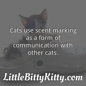 Cats use scent marking as a form of communication with other cats.