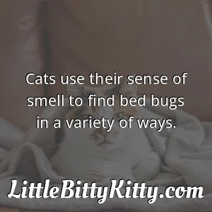 Cats use their sense of smell to find bed bugs in a variety of ways.