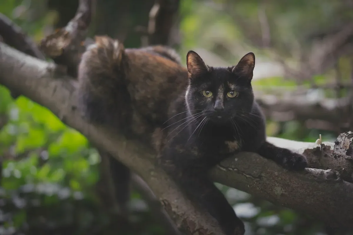 Choosing The Right Gender Cat For Your Lifestyle