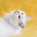 Clean Room, Happy Cat: Understanding Feline Attraction to Cleanliness.