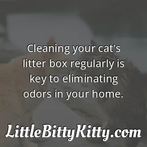 Cleaning your cat's litter box regularly is key to eliminating odors in your home.