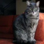 Clever Ways to Dispose of Cat Poop: A Guide to Eco-Friendly Solutions