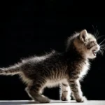 Clumping Litter & Cats: Health Risks & Alternatives