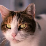 Coffee Grounds in Cat Litter: Safe or Harmful?