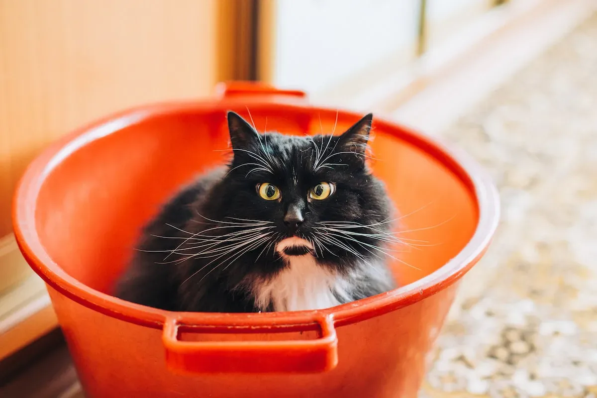 Common Problems And Solutions For Bonded Cats Sharing A Litter Box
