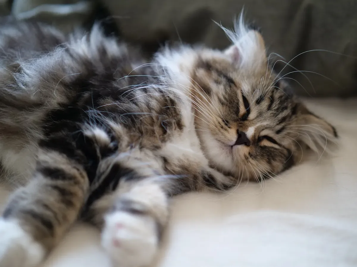 Common Problems That May Arise During Kitten Birth