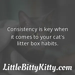 Consistency is key when it comes to your cat's litter box habits.