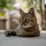 Decoding Cat Tapping: Why Your Feline Friend Does It