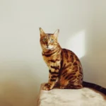 Decoding Feline Behavior: Why Do Cats Bite During Grooming?