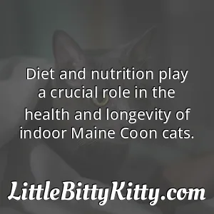 Diet and nutrition play a crucial role in the health and longevity of indoor Maine Coon cats.