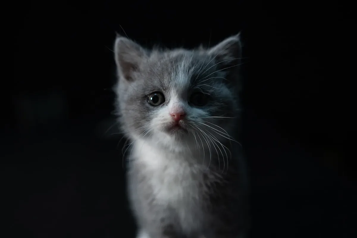 Different Ways Cats Show Affection And Enjoyment