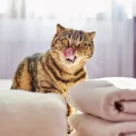 Dirt as Cat Litter: Pros, Cons, and Safety