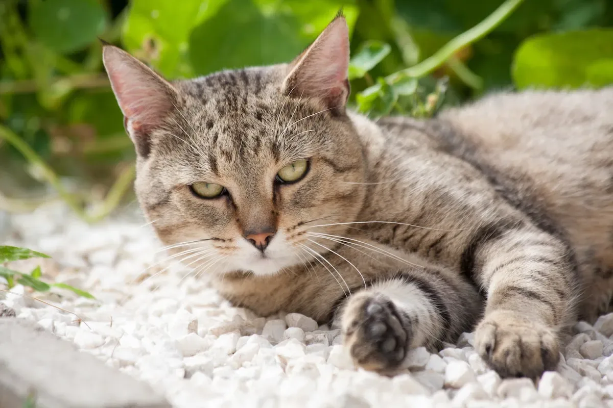Dispelling Common Myths About Cat Litter And Safety