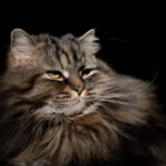 Do Cats Apologize? Unveiling Feline Communication Secrets.