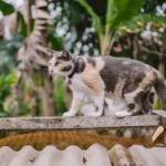 Do Cats Dig Holes to Poop? Unveiling Feline Elimination Habits