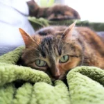 Do Cats Dig the Smell of Vanilla? Find Out Here!
