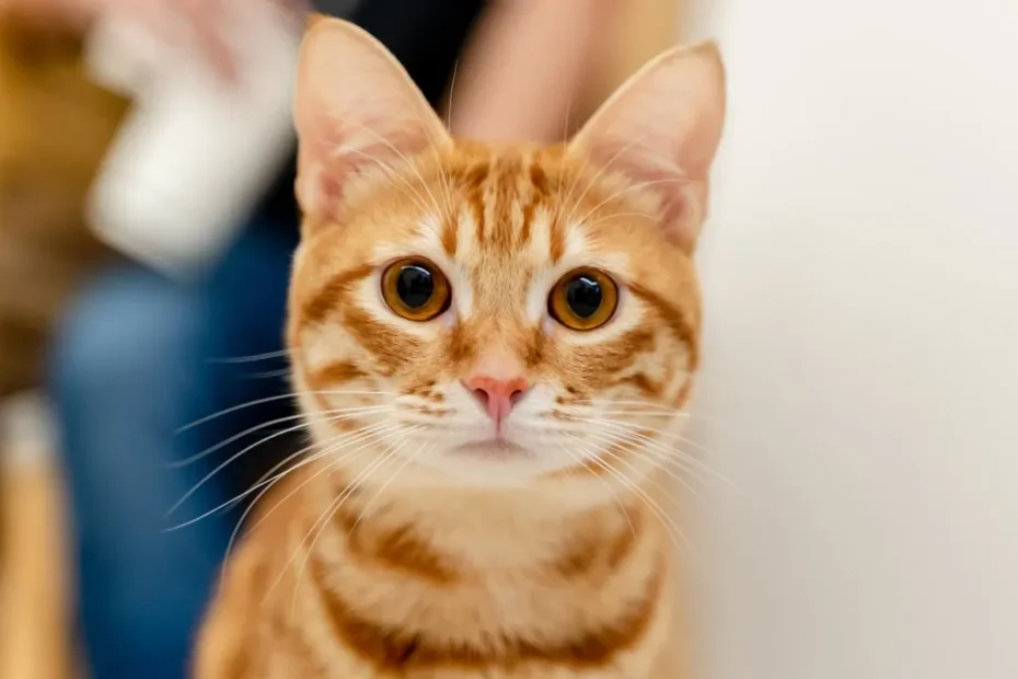 Do Cats Fall in Love? Exploring Feline Affection and Emotions