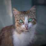 Do Cats Get Sad When You Leave? Exploring Feline Emotions.