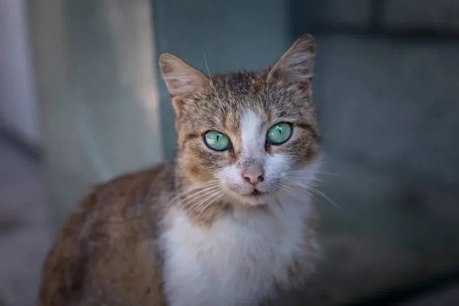 Do Cats Get Sad When You Leave? Exploring Feline Emotions.