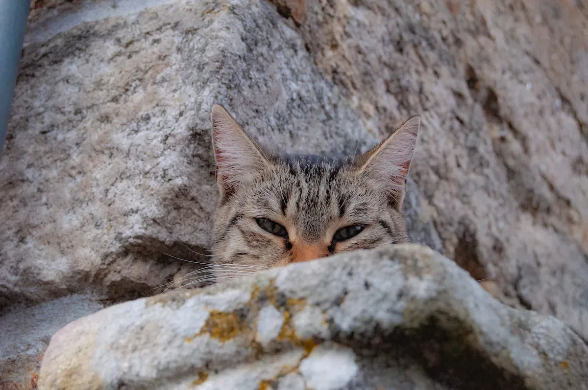 Do Cats Have Parental Instincts Towards Humans?