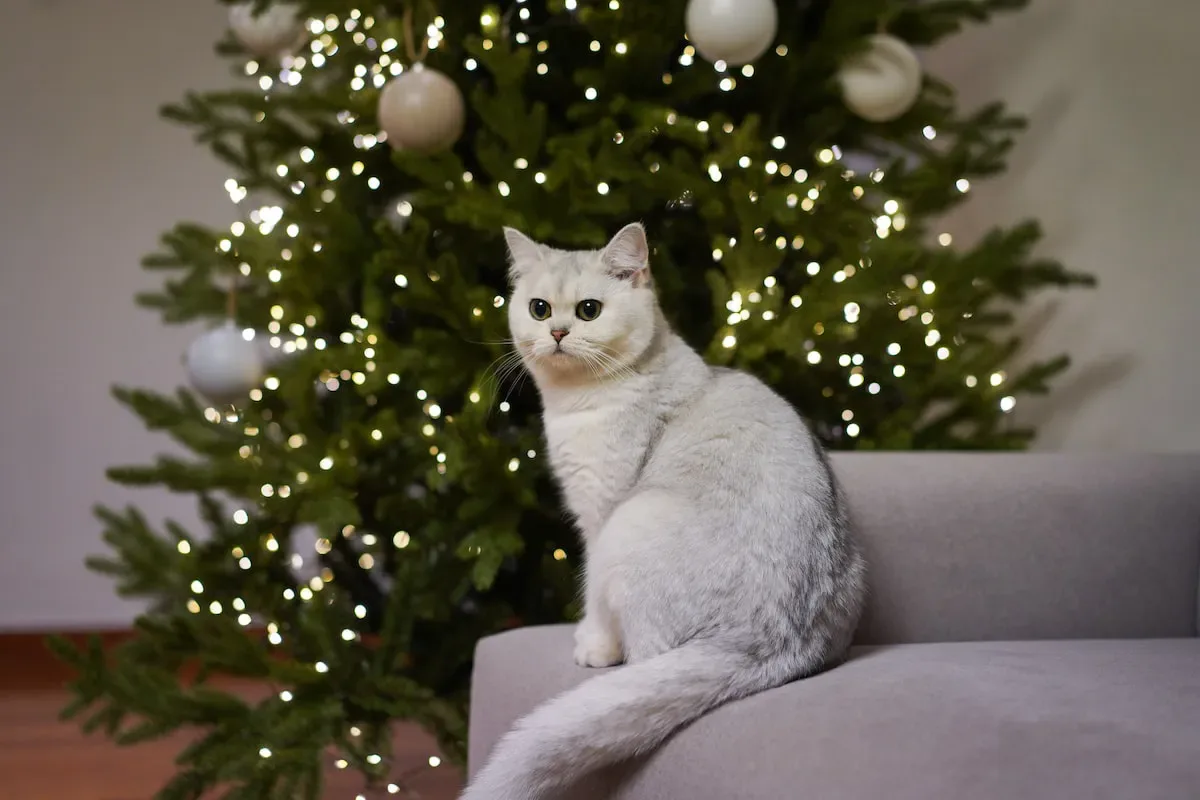 Do Cats Prefer Kisses Or Other Forms Of Affection?