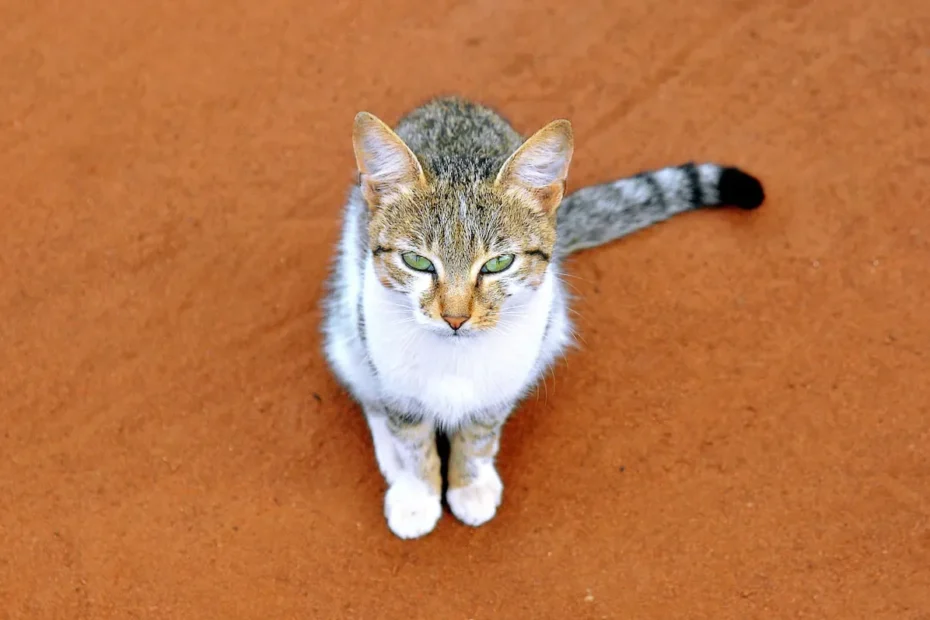 Do Cats Remember Their Owners? Separation and Recognition Explained