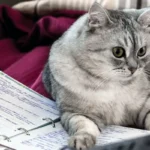 Do Cats See Humans as Cats? Exploring Feline Perception.