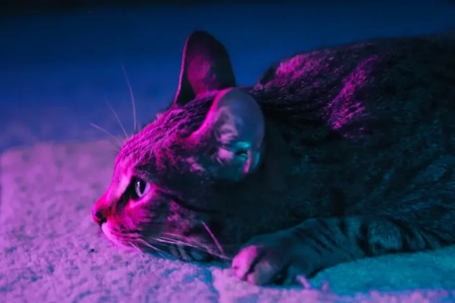 Do Cats Sense Our Anger? The Truth About Feline Perception.
