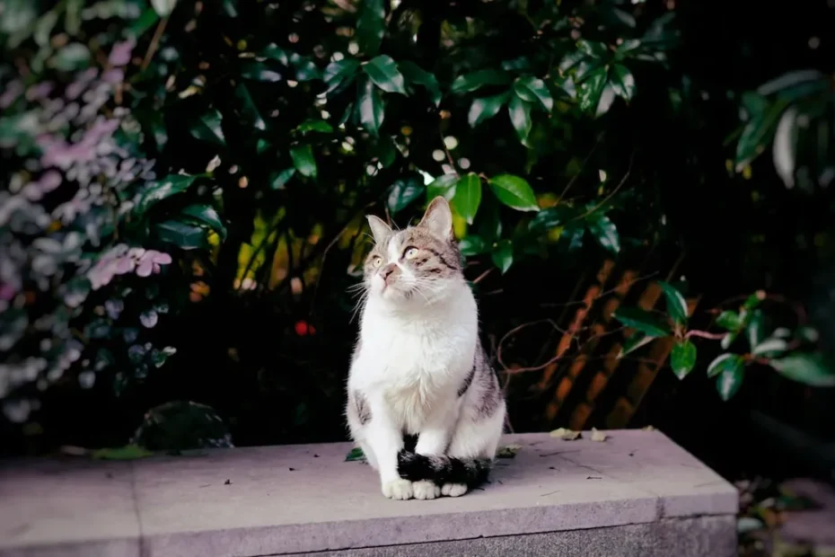 Do Kittens Need Light at Night? The Truth Behind Your Kitten's Sleep Pattern.