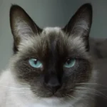 Do Magnetic Screen Doors Stop Cats? The Truth!
