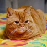 Do Roaches Smell Like Cat Pee? Debunking the Myth